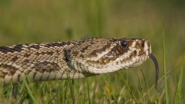 Diamant-Klapperschlange Crotalus adamanteus Eastern Diamondback Rattlesnake